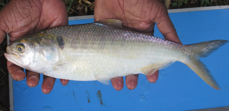 Successful captive rearing of Hilsa (Tenualosa ilisha) using natural seed in brackishwater pond to the stage of maturity for the first time by ICAR-CIBA at Kakdwip, West Bengal