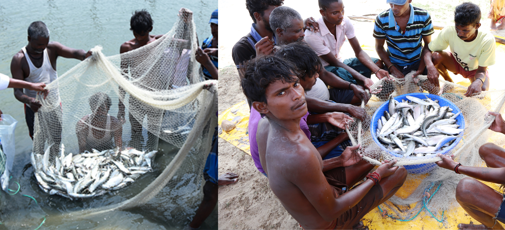 Successful demonstration of Milkfish (Chanos chanos) farming in brackishwater penculture system in Pulicat, Tamilnadu using hatchery produced seeds, as a livelihood opportunity for the tribal families, by ICAR-CIBA, Chennai