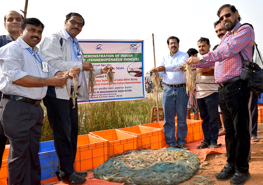 Stock improvement programme on the indigenous shrimp species of India, a step forward: Brackishwater farming demonstration of Indian white shrimp species Penaeus indicus, along the selected coastal states of India July to November 2016