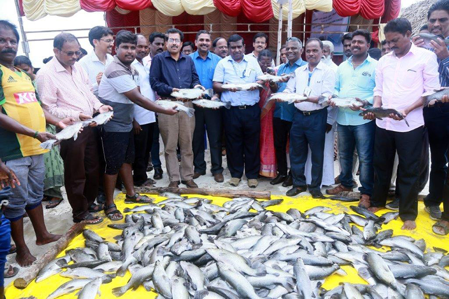 Brackishwater cage farming of seabass fish for enhancing fish production and alternate livelihood support of coastal population in Tamil Nadu: a Success story by ICAR-CIBA, Chennai - 4th August 2017