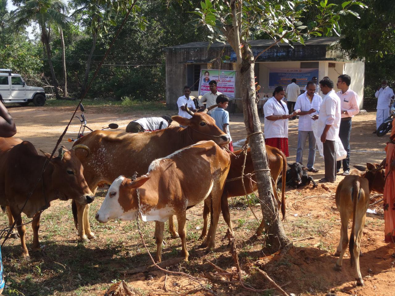 Veterinary Health Camp at MGMG village - Vennangupattu, Kancheepuram district, Tamil Nadu on 29-12-2015