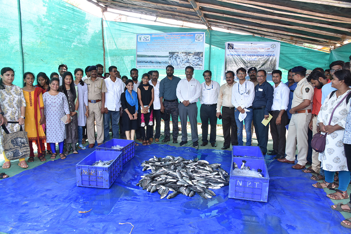 ICAR-CIBA and Mangrove foundation of Maharashtra jointly demonstrated the successful Cage farming of Asian Seabass in the brackishwaters of Sindhudurg District, Maharashtra, through a joint project on the ‘Livelihood security of coastal fisher community’, on 15 June 2019