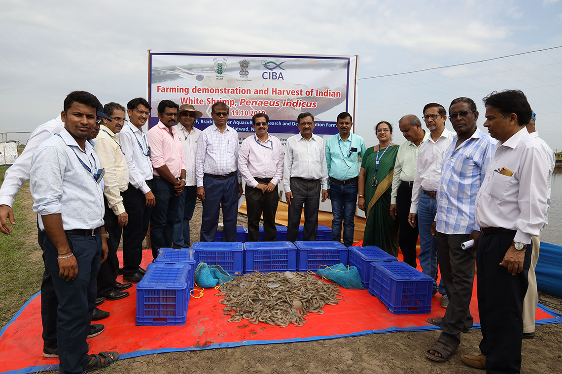 Harvest mela cum farmers interaction meet on Indian white shrimp and Milkfish jointly organised by ICAR-CIBA and Department of Fisheries, Govt. of Gujarat