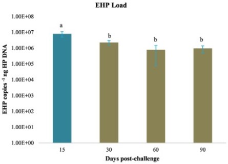 Effect of Enterocytozoon hepatopenaei (EHP) infection on physiology, metabolism, immunity, and growth of Penaeus vannamei