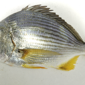 ICAR-CIBA achieved successful captive breeding of Goldlined seabream fish (Rhabdosargus sarba) for the first time in India