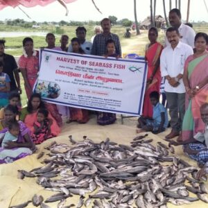 ICAR-CIBA demonstrated Seabass fish farming in open brackishwaters waters a livelihood development model for Irular Tribal families