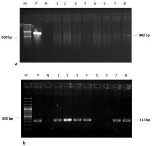 Co-infection of viral nervous necrosis (VNN) and bacterial infection outbreak in cage cultured cobia fingerlings
