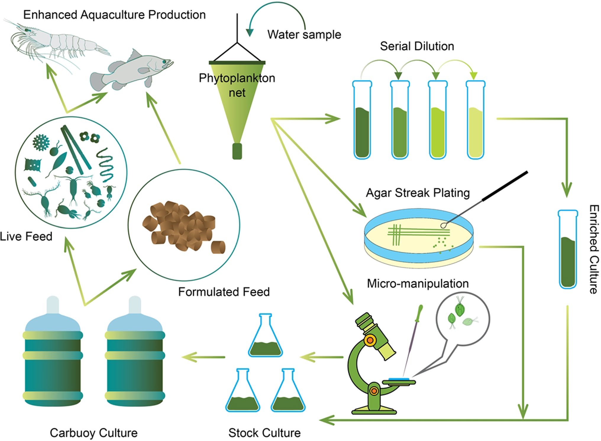 Nutraceutical potential of microalgae: a case study from a tropical estuary in Southern India