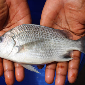 ICAR-Central Institute of Brackishwater Aquaculture has successfully achieved the first-ever captive spawning and larval production of Bengal yellowfin seabream (Acanthopagrus datnia) at KRC, West Bengal