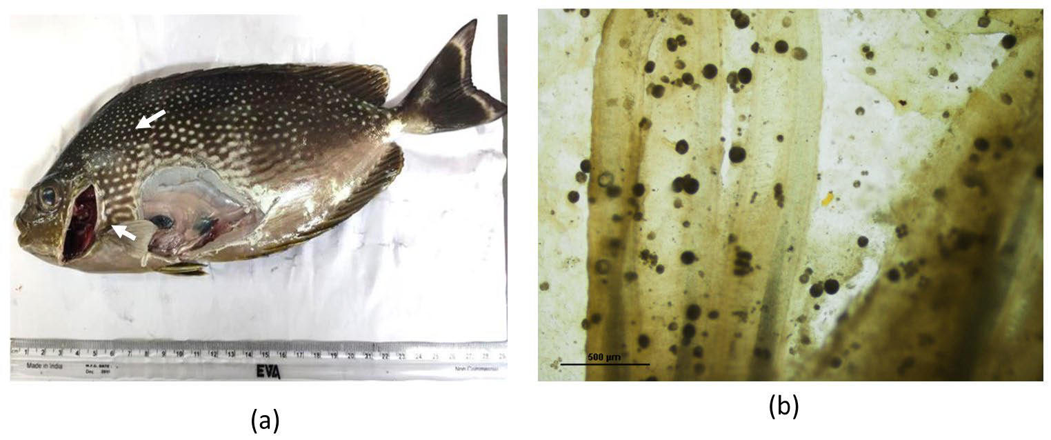 A report on outbreak of Amyloodinium ocellatum infestation in broodstock of Java rabbitfish, Siganus javus (Linnaeus, 1766)