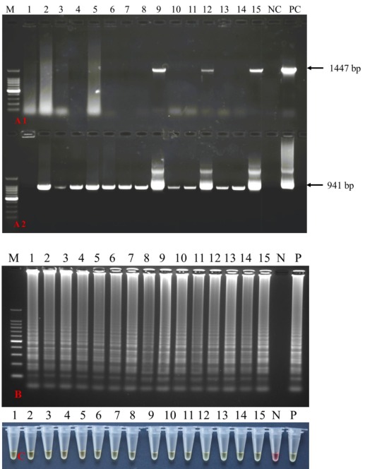 Portable DNA extraction and loop-mediated isothermal amplification (LAMP) for the on-site detection of white spot syndrome virus (WSSV)