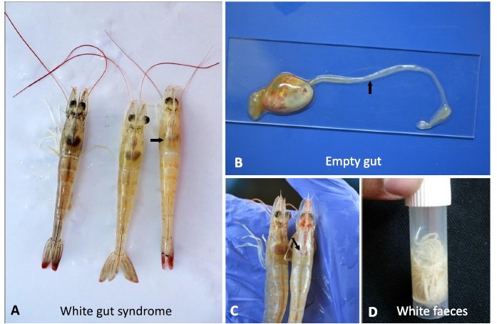 Susceptibility of five penaeid shrimp species to experimental infection with Ecytonucleospora hepatopenaei